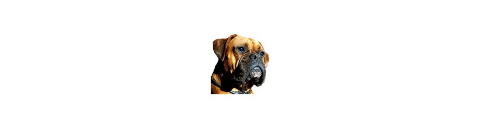 Pienso para Boxer