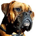 Pienso para Boxer