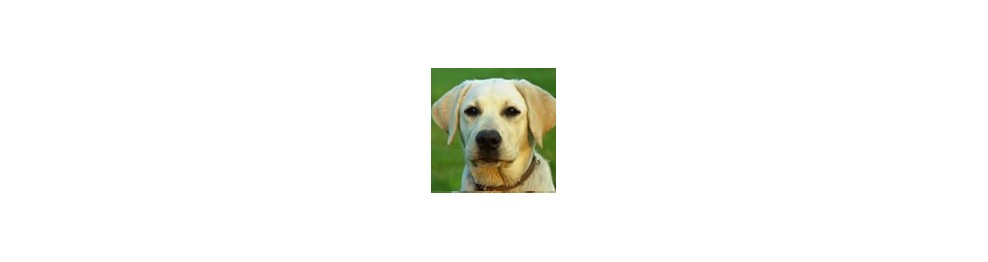 Pienso para Labradores