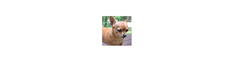 Pienso para Chihuahuas