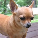 Pienso para Chihuahuas