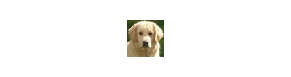 Pienso para Golden Retriever