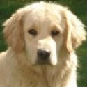 Pienso para Golden Retriever