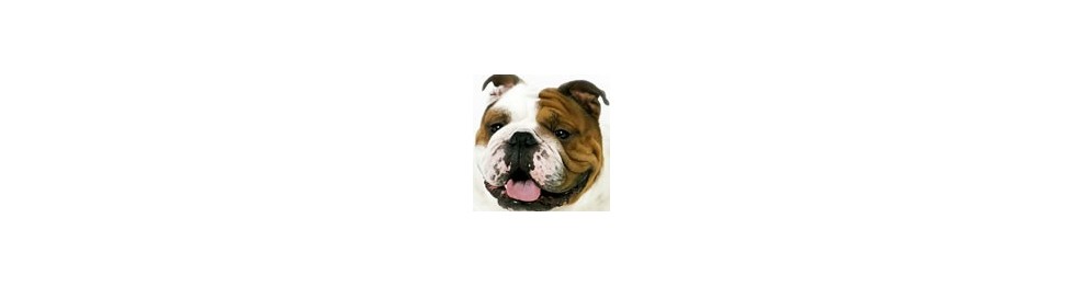 Pienso para Bulldog Inglés
