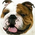 Pienso para Bulldog Inglés