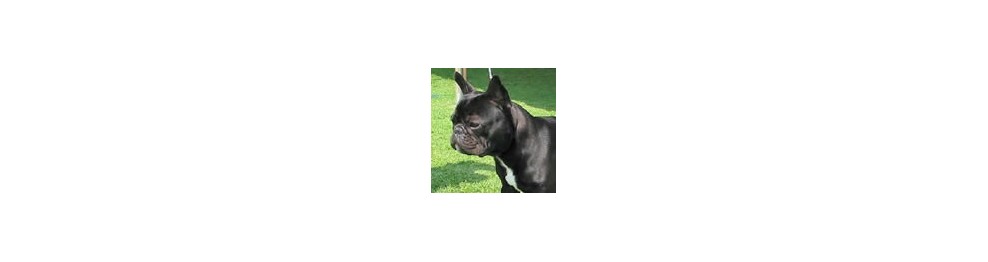 Pienso para Bulldog Francés