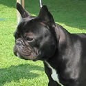 Pienso para Bulldog Francés