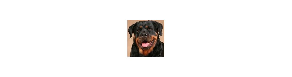 Pienso para Rottweiler