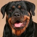 Pienso para Rottweiler