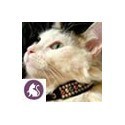Collares para gatos