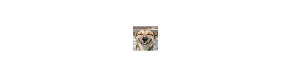 Camas para perros baratas