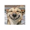 Camas para perros baratas