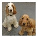 Camas para perros medianos