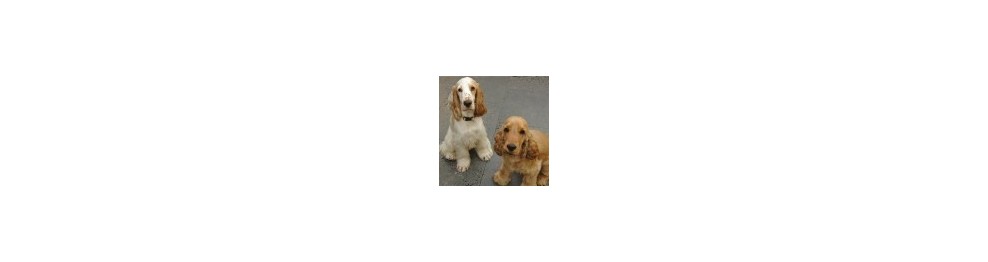 Comederos para perros medianos