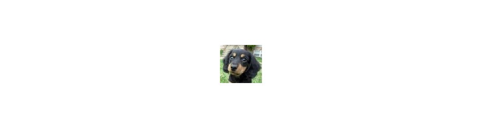 Comederos para perros grandes