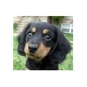 Comederos para perros grandes