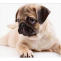 Productos para cachorros